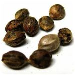 Семена марихуаны АК-47 (Seeds AK-47) в Нижнекамске Семена марихуаны АК-47 (Seeds AK-47) в Нижнекамске